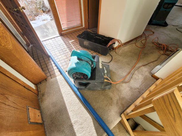 Best Basement water damage restoration  in Federal Y, WA
