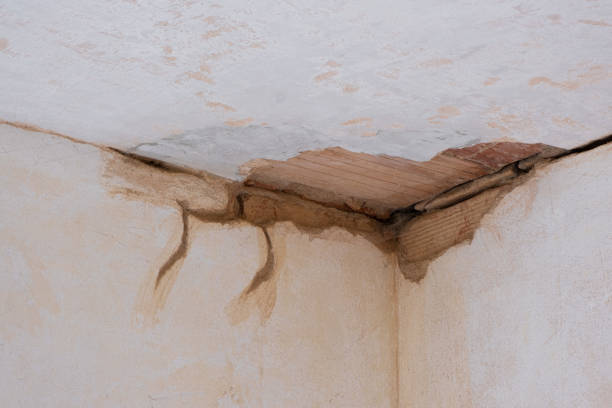 Best Water damage contractors near me  in Federal Y, WA