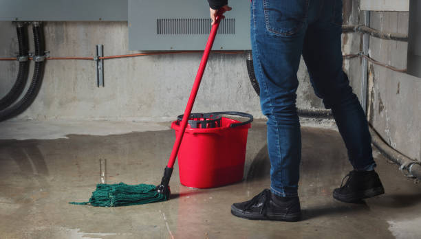 Best Mold removal after water damage  in Federal Y, WA